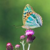 Pixabay butterfly-2648583
